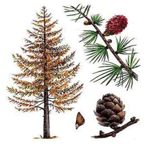 Лиственница